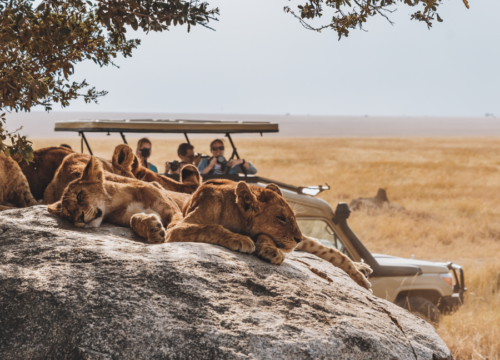 Family Safaris: A Guide to Kid-Friendly Adventures in the Wild