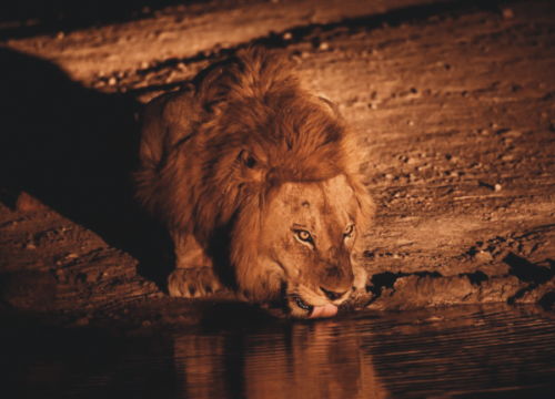 The Magic of a Night Safari: An Unforgettable Experience