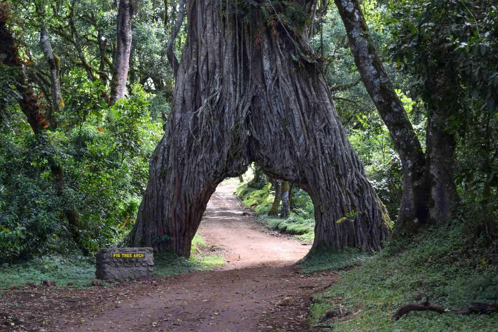 Walking safari in Arusha National Park