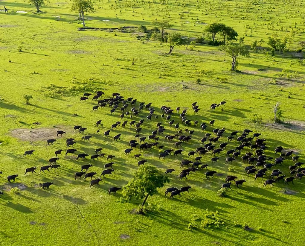 Selous Game Reserve