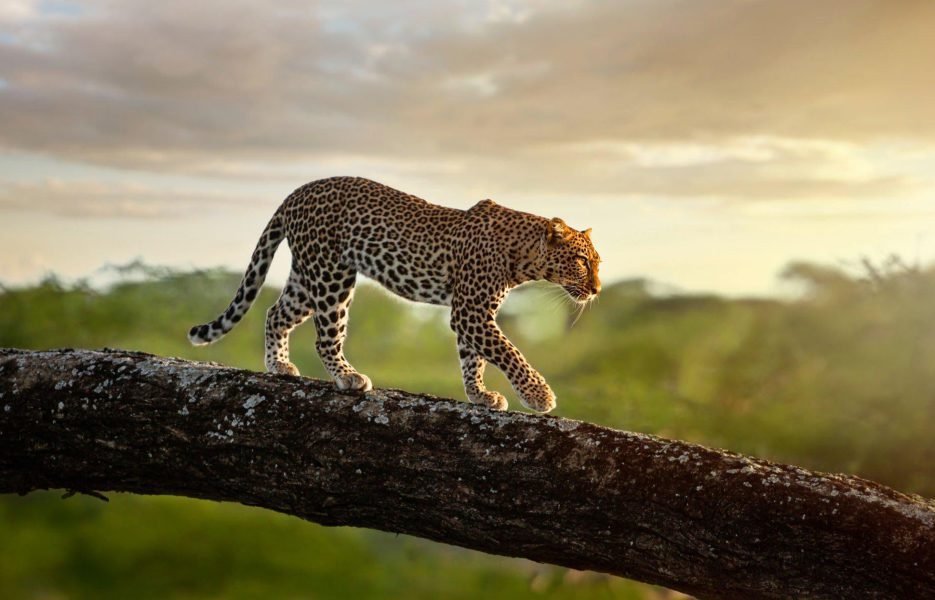 Serengeti_006